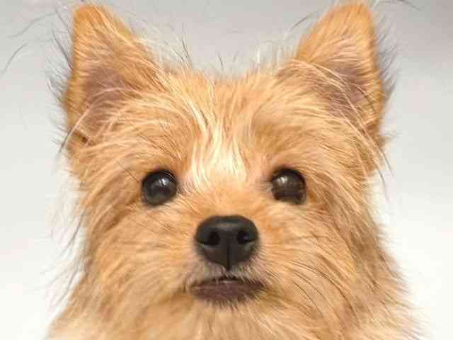 大阪府のポメキー(ポメラニアン×ヨークシャーテリア) (ひごペットフレンドリー岸和田店/2025年7月13日生まれ/女の子/ウルフセーブル)の子犬の1枚目の画像