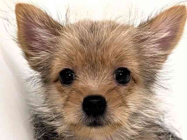 大阪府のポメキー(ポメラニアン×ヨークシャーテリア) (ひごペットフレンドリー岸和田店/2025年7月13日生まれ/女の子/ウルフセーブル)の子犬の1枚目の画像