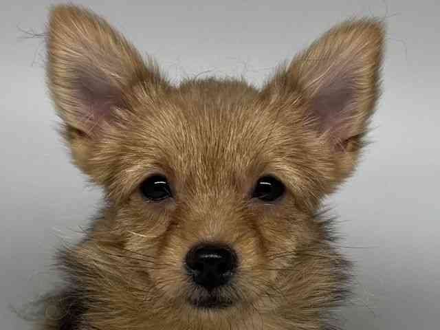 徳島県のポメキー(ポメラニアン×ヨークシャーテリア) (ひごペットフレンドリーゆめタウン徳島店/2025年7月13日生まれ/男の子/ウルフセーブル)の子犬の1枚目の画像