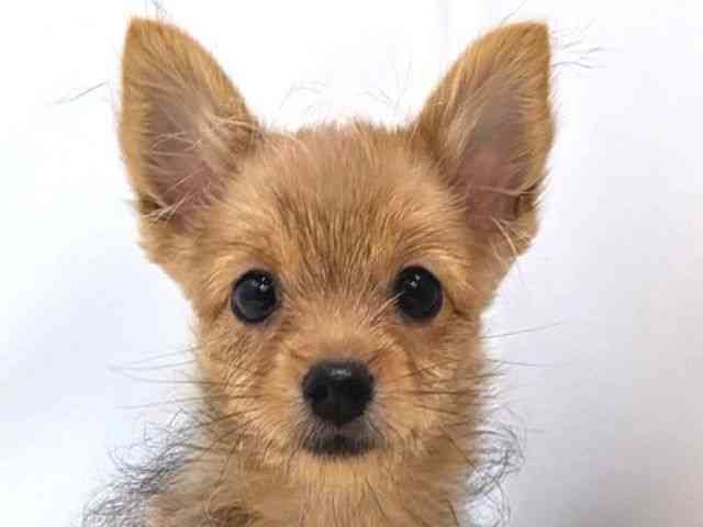 広島県のポメキー(ポメラニアン×ヨークシャーテリア) (ひごペットフレンドリーゆめタウン廿日市店/2025年7月13日生まれ/男の子/ウルフセーブル)の子犬の1枚目の画像