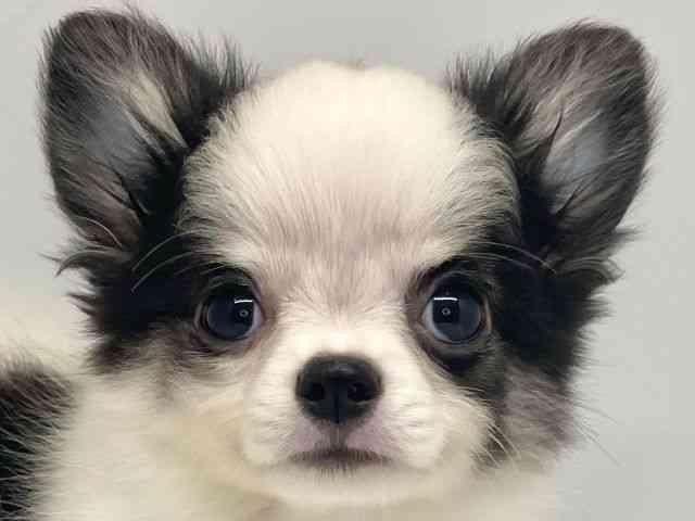 大阪府のチワワ(ロング) (ひごペットフレンドリーセブンパーク天美店/2025年7月12日生まれ/男の子/ホワイトブラック)の子犬の1枚目の画像