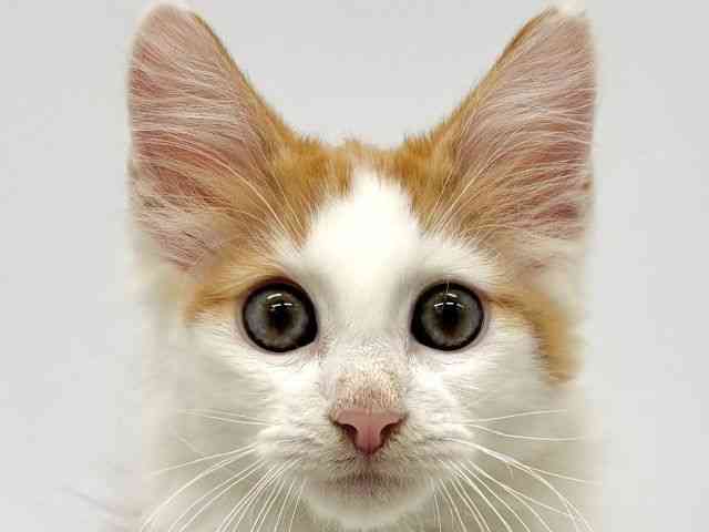 大阪府のノルウェージャンフォレストキャット (ひごペットフレンドリーイオンタウン茨木太田店/2025年7月13日生まれ/男の子/レッドタビーホワイト)の子猫の1枚目の画像