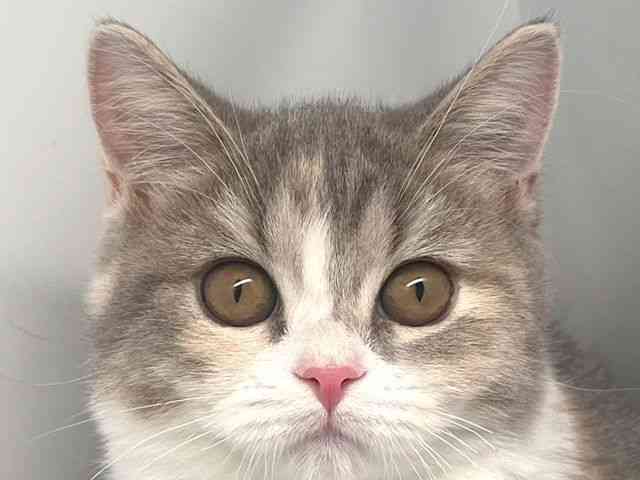 京都府のマンチカン (ひごペットフレンドリー洛北阪急スクエア店/2025年7月7日生まれ/女の子/ダイリュートキャリコ)の子猫の1枚目の画像