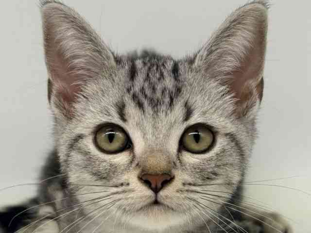 大阪府のアメリカンショートヘアー (ひごペットフレンドリー瓜破店/2025年7月11日生まれ/男の子/シルバータビー)の子猫の1枚目の画像