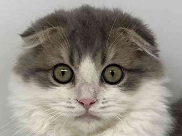 徳島県のスコティッシュフォールド (ひごペットフレンドリーゆめタウン徳島店/2025年7月2日生まれ/男の子/ブルータビーホワイト)の子猫の1枚目の画像