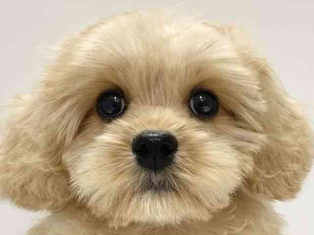 高知県のハーフ犬・ミックス犬 (ひごペットフレンドリーイオンモール高知店/2025年7月11日生まれ/男の子/アプリコット)の子犬の1枚目の画像