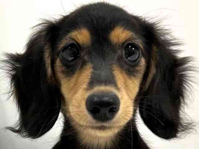 奈良県のミニチュアダックスフンド(ロング) (ひごペットフレンドリーイオンモール橿原ウエスト・ビレッジ店/2025年7月13日生まれ/女の子/ブラックタン)の子犬の1枚目の画像