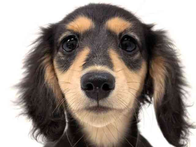 福岡県のミニチュアダックスフンド(ロング) (ひごペットフレンドリーリバーウォーク北九州店/2025年7月13日生まれ/女の子/ブラックタン)の子犬の1枚目の画像