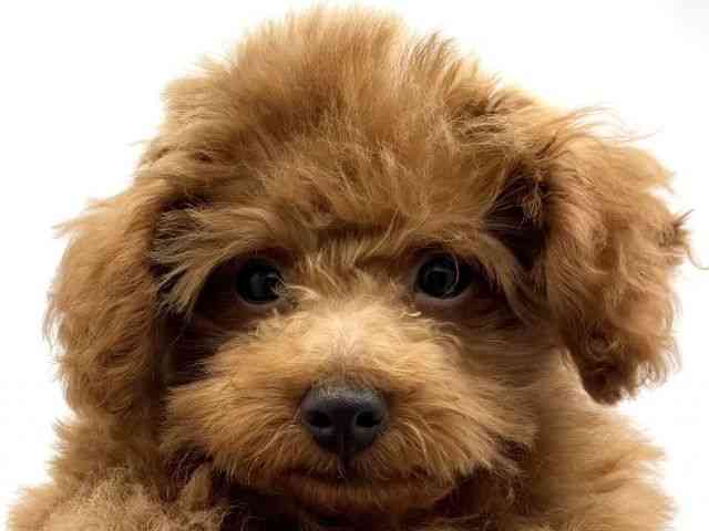 兵庫県のトイプードル(トイ) (ひごペットフレンドリークラウンパーク伊丹店/2025年7月14日生まれ/男の子/レッド)の子犬の1枚目の画像