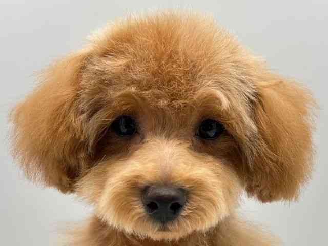 奈良県のトイプードル(トイ) (ひごペットフレンドリー田原本店/2025年7月13日生まれ/男の子/レッド)の子犬の1枚目の画像