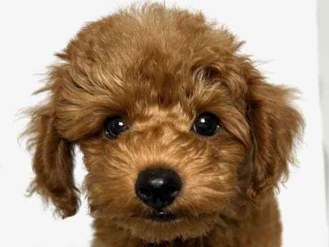 大阪府のトイプードル(トイ) (ひごペットフレンドリーアクロスプラザ住之江店/2025年7月13日生まれ/男の子/レッド)の子犬の1枚目の画像