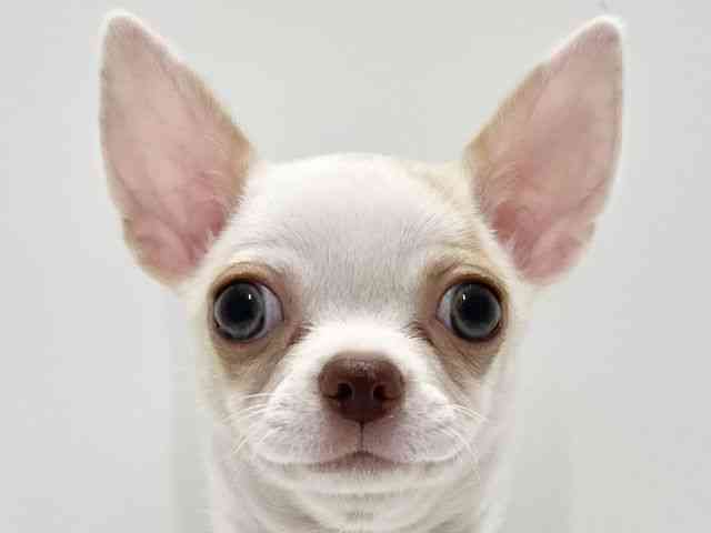 高知県のチワワ(スムース) (ひごペットフレンドリーイオンモール高知店/2025年7月13日生まれ/女の子/ホワイトレッド)の子犬の1枚目の画像