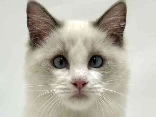 大阪府のラグドール (ひごペットフレンドリーアクロスプラザ住之江店/2025年7月6日生まれ/女の子/ブルーポイントバイカラー)の子猫の1枚目の画像