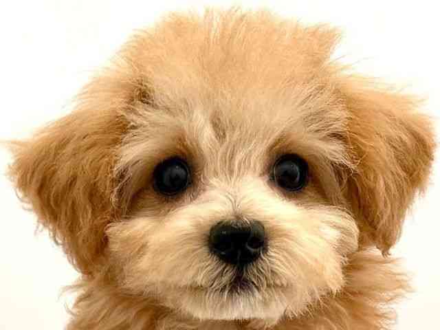 京都府のトイプードル(トイ) (ひごペットフレンドリー京都店/2025年7月8日生まれ/女の子/アプリコット)の子犬の1枚目の画像