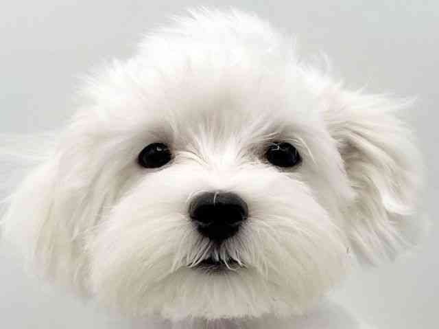 奈良県のマルプー(マルチーズ×プードル) (ひごペットフレンドリートナリエ大和高田店/2025年7月2日生まれ/男の子/ホワイト)の子犬の1枚目の画像