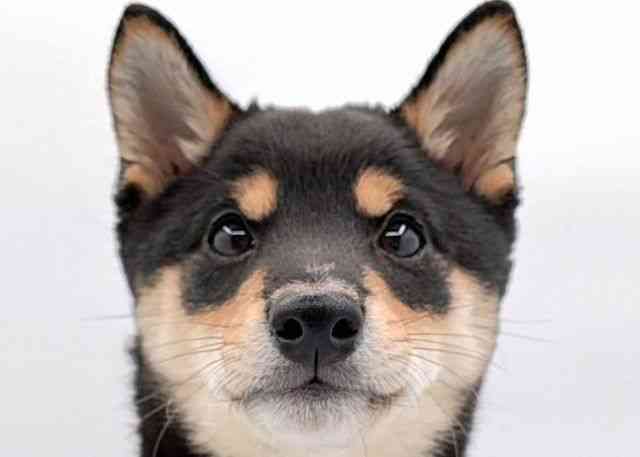 島根県の柴犬(標準サイズ) (ひごペットフレンドリーイオン松江ショッピングセンター店/2025年7月14日生まれ/男の子/黒)の子犬の1枚目の画像