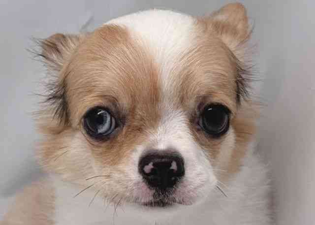 鳥取県のチワワ(ロング) (ひごペットフレンドリーイオンモール鳥取北店/2025年7月13日生まれ/女の子/フォーンマールホワイト)の子犬の1枚目の画像