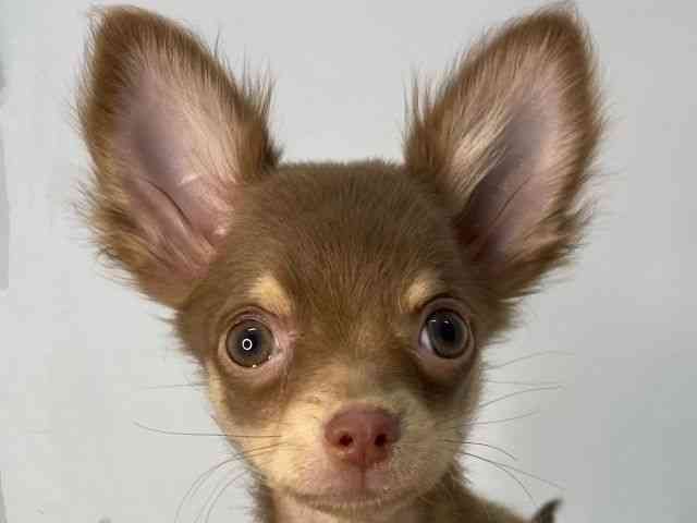 島根県のチワワ(ロング) (ひごペットフレンドリーイオンモール出雲店/2025年7月10日生まれ/男の子/チョコレートタン)の子犬の1枚目の画像