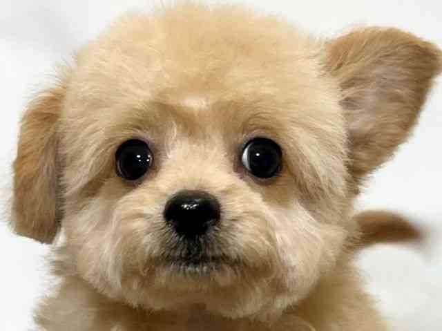 和歌山県のチワプー/プーチー(チワワ×プードル) (ひごペットフレンドリーパームシティ和歌山店/2025年7月14日生まれ/男の子/アプリコット)の子犬の1枚目の画像