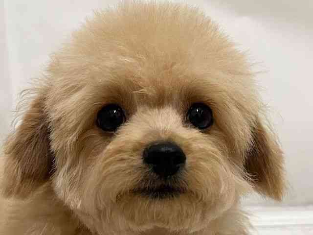 和歌山県のチワプー/プーチー(チワワ×プードル) (ひごペットフレンドリーパームシティ和歌山店/2025年7月14日生まれ/男の子/アプリコット)の子犬の1枚目の画像