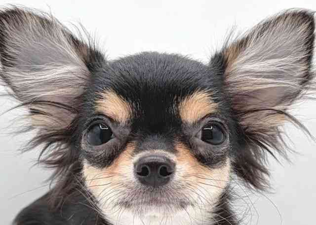 島根県のチワワ(ロング) (ひごペットフレンドリーイオン松江ショッピングセンター店/2025年7月13日生まれ/女の子/ブラックタン)の子犬の1枚目の画像