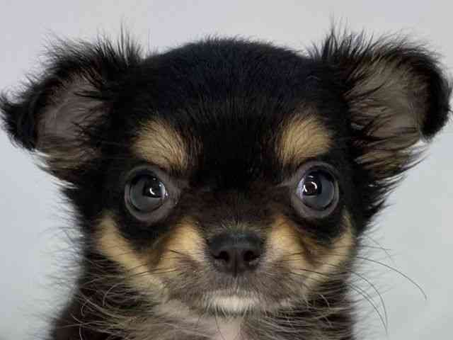 島根県のチワワ(ロング) (ひごペットフレンドリーイオンモール出雲店/2025年7月13日生まれ/女の子/ブラックタン)の子犬の1枚目の画像