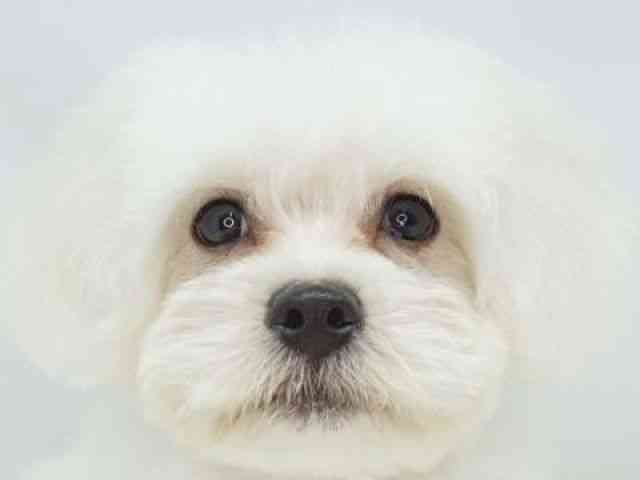 福岡県のハーフ犬・ミックス犬 (ひごペットフレンドリーゆめタウン筑紫野店/2025年7月14日生まれ/男の子/ホワイト)の子犬の1枚目の画像