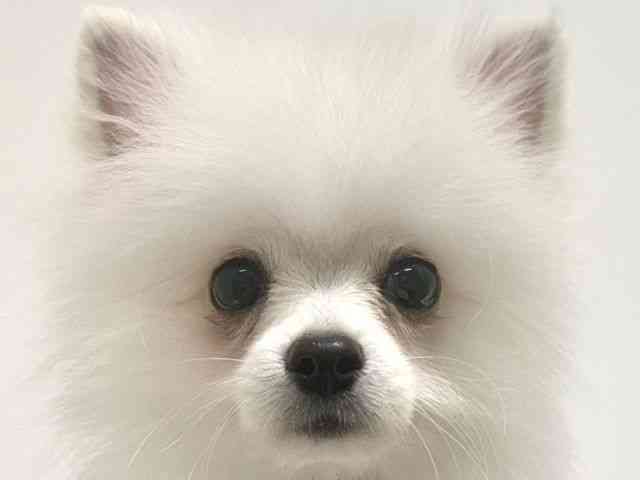 大阪府のポメラニアン (ひごペットフレンドリーイオン高槻店/2025年7月10日生まれ/女の子/ホワイト)の子犬の1枚目の画像