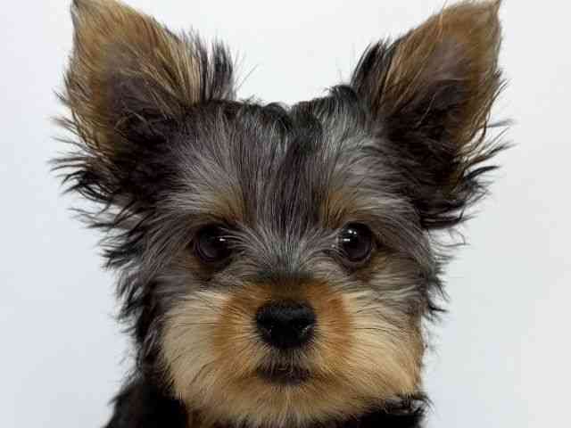 大阪府のヨークシャーテリア (ひごペットフレンドリーイオンそよら海老江店/2025年7月15日生まれ/女の子/スチールブルータン)の子犬の1枚目の画像