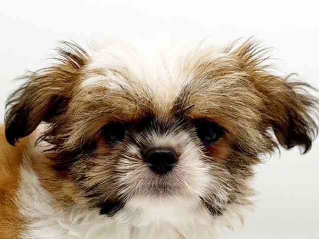 兵庫県のチワズー/チワシーズ(チワワ×シーズー) (ひごペットフレンドリーコロワ甲子園店/2025年7月14日生まれ/男の子/ゴールドホワイト)の子犬の1枚目の画像