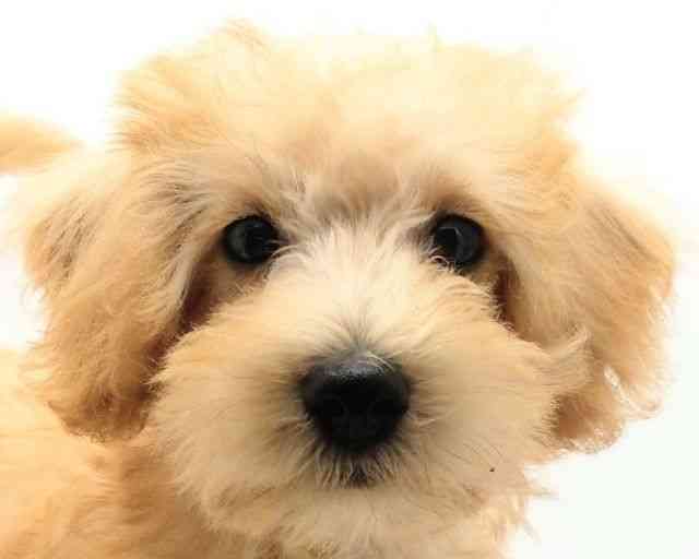 兵庫県のハーフ犬・ミックス犬 (ひごペットフレンドリークラウンパーク伊丹店/2025年7月12日生まれ/女の子/アプリコット)の子犬の1枚目の画像