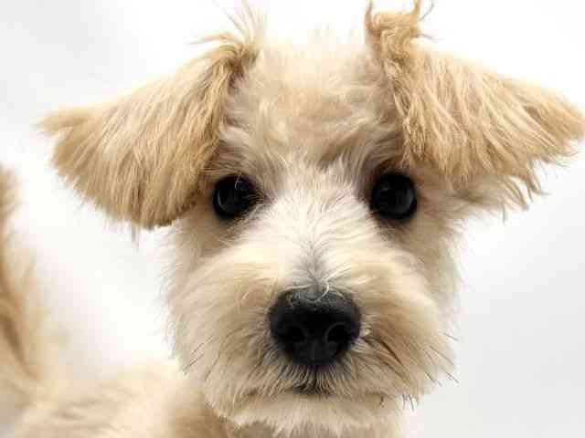 兵庫県のハーフ犬・ミックス犬 (ひごペットフレンドリークラウンパーク伊丹店/2025年7月12日生まれ/女の子/アプリコット)の子犬の1枚目の画像