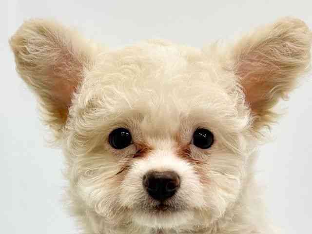 大阪府のチワプー/プーチー(チワワ×プードル) (ひごペットフレンドリーイオンタウン茨木太田店/2025年7月14日生まれ/男の子/クリーム)の子犬の1枚目の画像