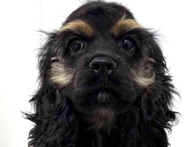 大阪府のアメリカンコッカースパニエル (ひごペットフレンドリーベルファⅡ都島店/2025年7月12日生まれ/男の子/ブラックタン)の子犬の1枚目の画像