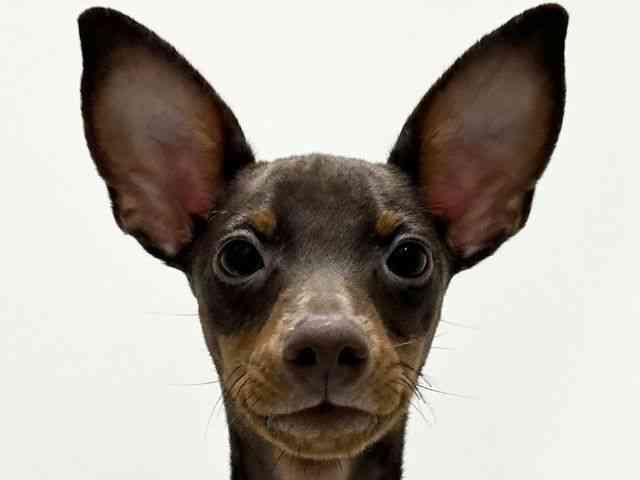 愛知県のミニチュアピンシャー (ひごペットフレンドリーららぽーと名古屋みなとアクルス店/2025年7月11日生まれ/男の子/チョコレートタン)の子犬の1枚目の画像