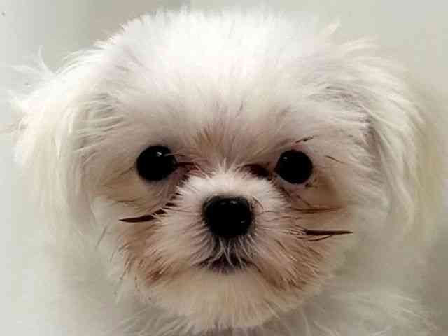 奈良県のマルチーズ (ひごペットフレンドリーイオンモール橿原ウエスト・ビレッジ店/2025年7月15日生まれ/男の子/ホワイト)の子犬の1枚目の画像