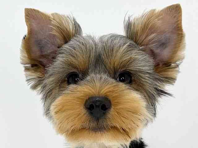 大阪府のヨークシャーテリア (ひごペットフレンドリーいこらもーる泉佐野店/2025年7月14日生まれ/男の子/スチールブルータン)の子犬の1枚目の画像