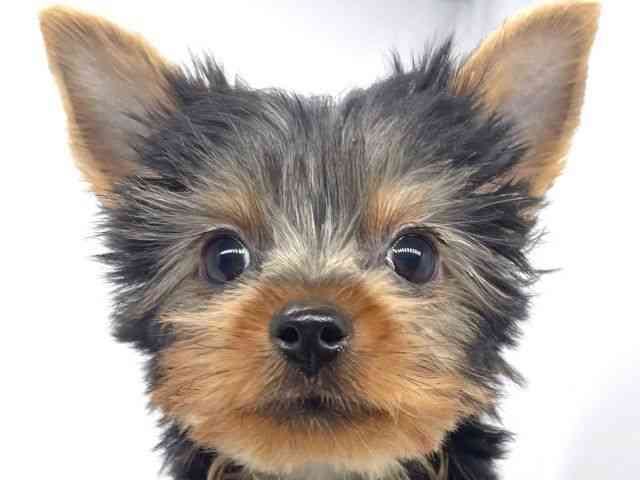 兵庫県のヨークシャーテリア (ひごペットフレンドリーイオンタウン加古川店/2025年7月14日生まれ/男の子/スチールブルータン)の子犬の1枚目の画像