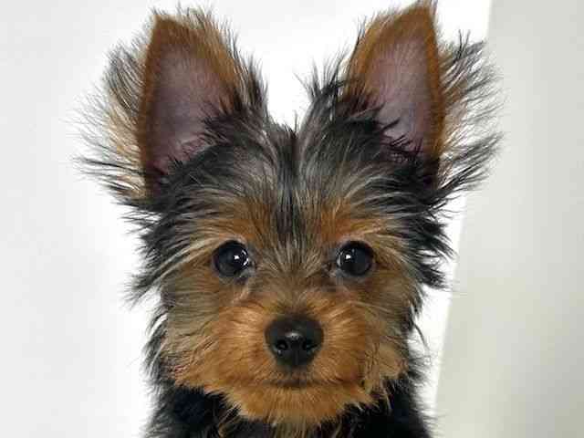 大阪府のヨークシャーテリア (ひごペットフレンドリーアクロスプラザ住之江店/2025年7月14日生まれ/男の子/スチールブルータン)の子犬の1枚目の画像