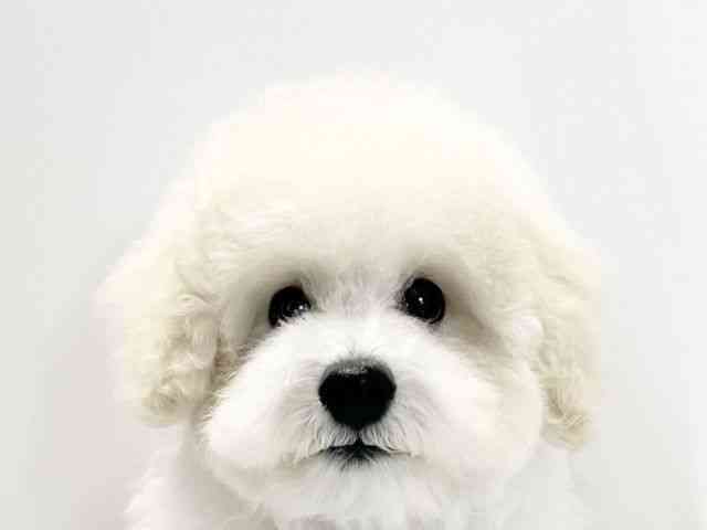 愛媛県のトイプードル(トイ) (ひごペットフレンドリーイオンモール今治新都市店/2025年7月13日生まれ/男の子/ホワイト)の子犬の1枚目の画像