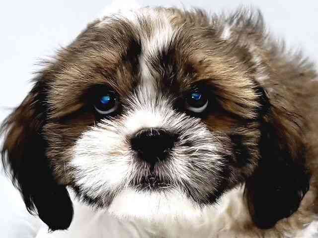 奈良県のハーフ犬・ミックス犬 (ひごペットフレンドリー奈良パワーシティ店/2025年7月16日生まれ/男の子/ゴールドホワイト)の子犬の1枚目の画像