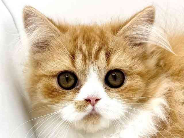 大阪府のミヌエット (ひごペットフレンドリーみのおキューズモール店/2025年7月12日生まれ/女の子/レッドタビーホワイト)の子猫の1枚目の画像