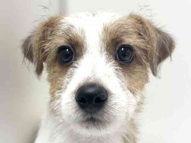 愛知県のジャックラッセルテリア (ひごペットフレンドリーららぽーと名古屋みなとアクルス店/2025年7月16日生まれ/男の子/ホワイトタン)の子犬の1枚目の画像