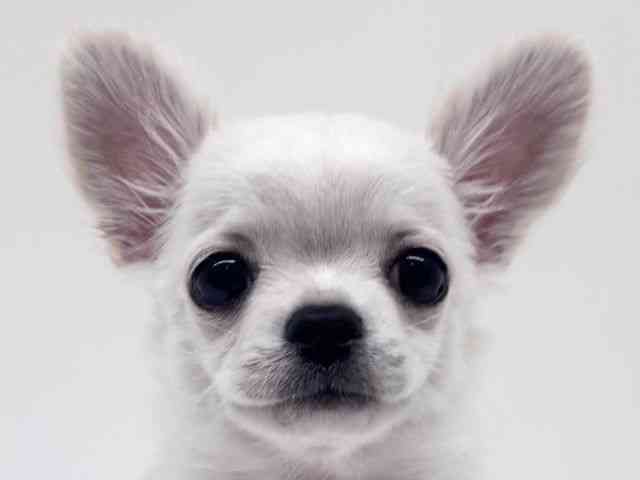 兵庫県のチワワ(ロング) (ひごペットフレンドリーブルメールHAT神戸店/2025年7月15日生まれ/男の子/クリーム)の子犬の1枚目の画像