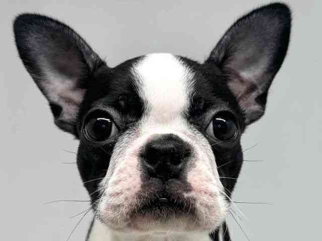 大阪府のボストンテリア (ひごペットフレンドリーセブンパーク天美店/2025年7月14日生まれ/女の子/ボストンカラー)の子犬の1枚目の画像