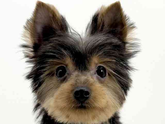 京都府のヨークシャーテリア (ひごペットフレンドリーイズミヤショッピングセンター八幡店/2025年7月14日生まれ/女の子/スチールブルータン)の子犬の1枚目の画像