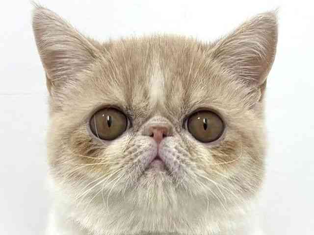 大阪府のエキゾチック (ひごペットフレンドリーベルファⅡ都島店/2025年7月15日生まれ/女の子/クリームタビーホワイト)の子猫の1枚目の画像