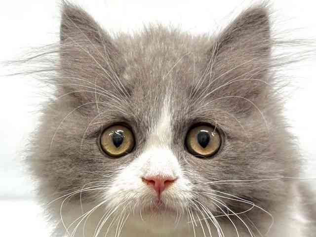 大阪府のマンチカン (ひごペットフレンドリーイオンタウン豊中庄内店/2025年7月17日生まれ/女の子/ブルータビーホワイト)の子猫の1枚目の画像