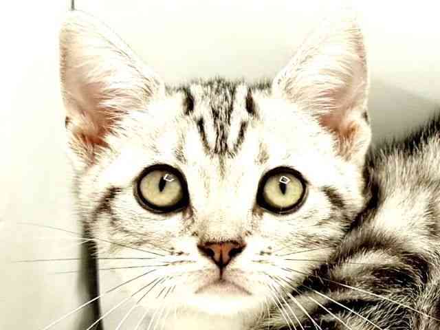 兵庫県のアメリカンショートヘアー (ひごペットフレンドリーコロワ甲子園店/2025年7月10日生まれ/女の子/シルバータビー)の子猫の1枚目の画像