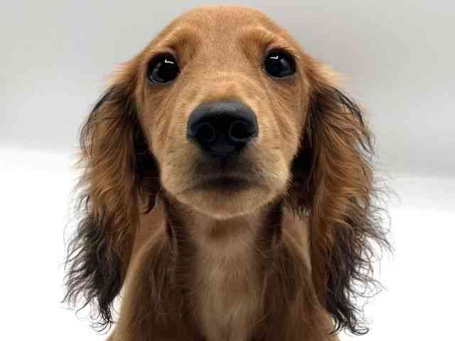 京都府のミニチュアダックスフンド(ロング) (ひごペットフレンドリーイオンモール高の原店/2025年7月14日生まれ/女の子/レッド)の子犬の1枚目の画像